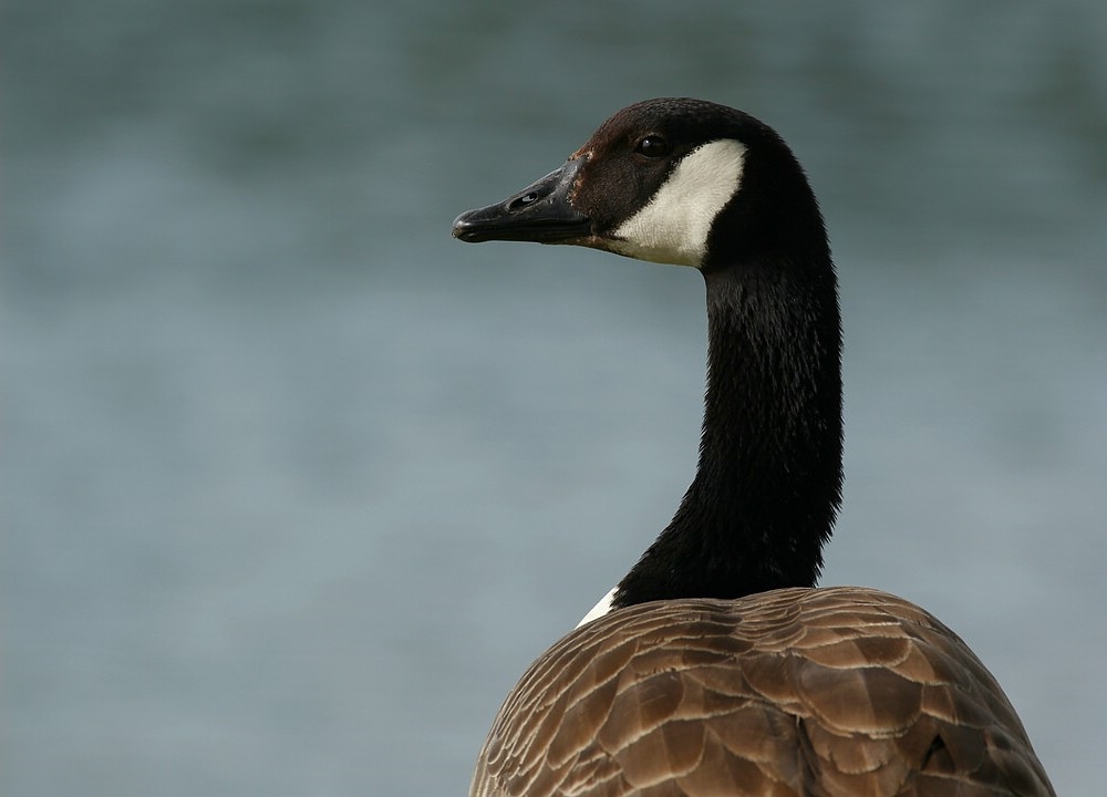 Gansportrait