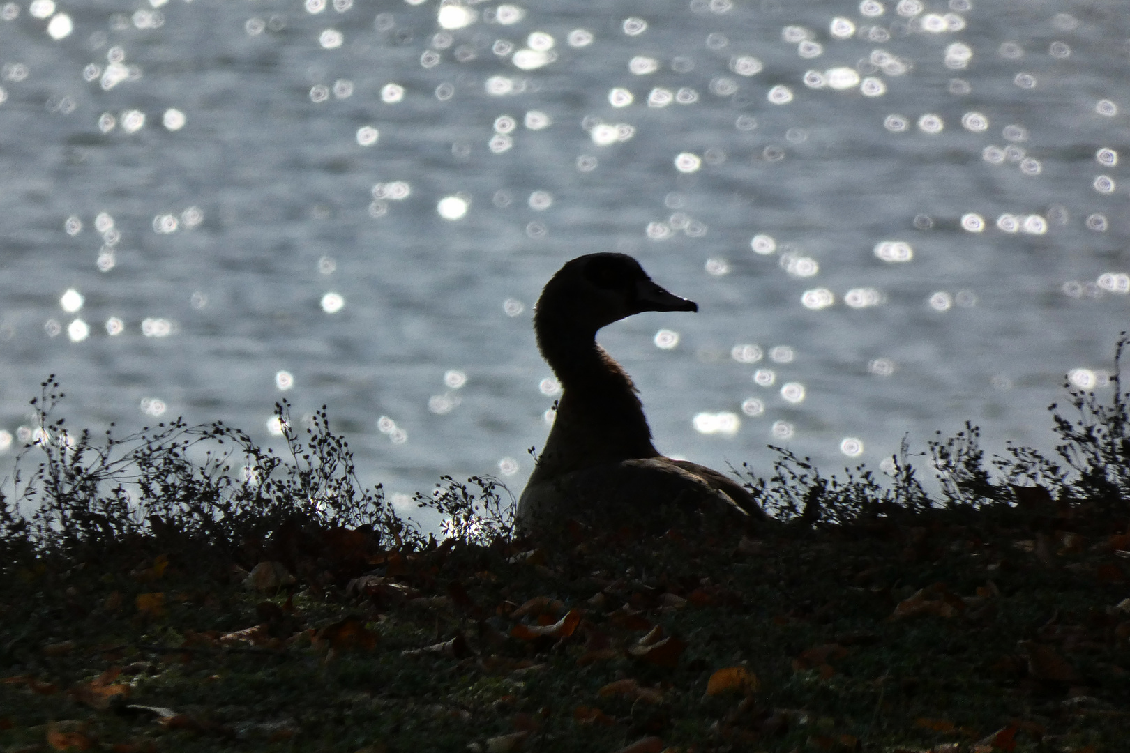 Gans(z) in der Sonne