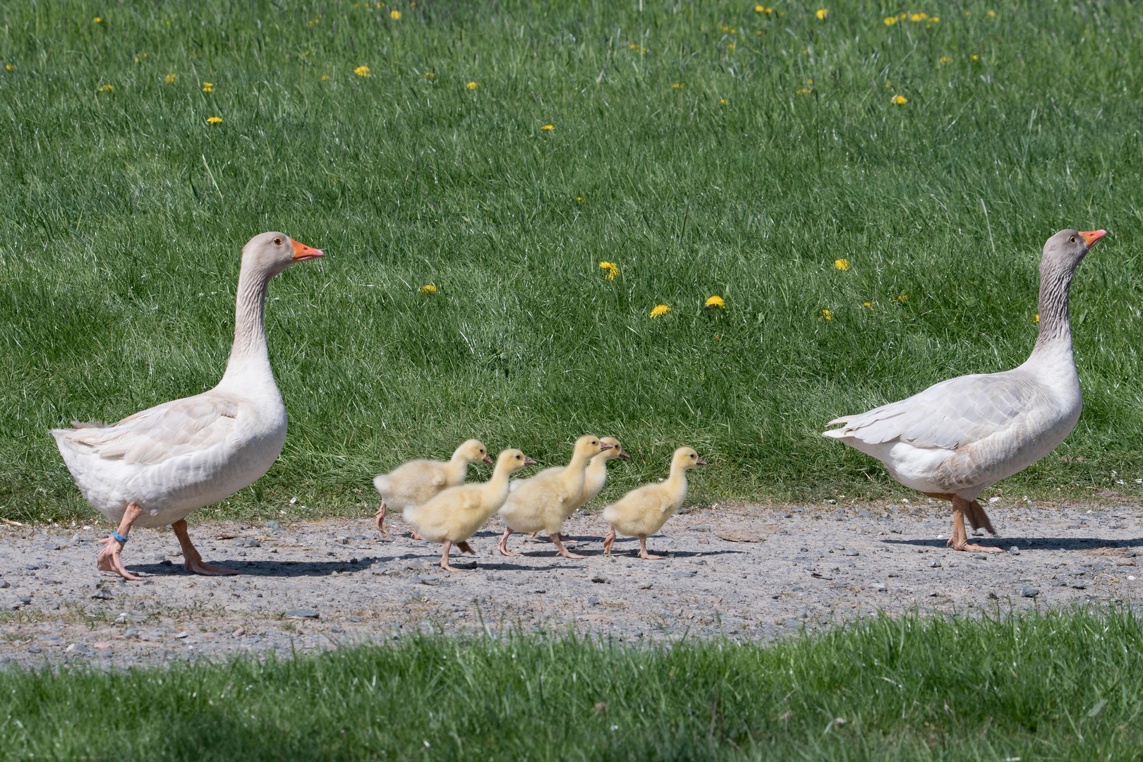 Gans(z) in Familie