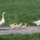 Gans(z) in Familie