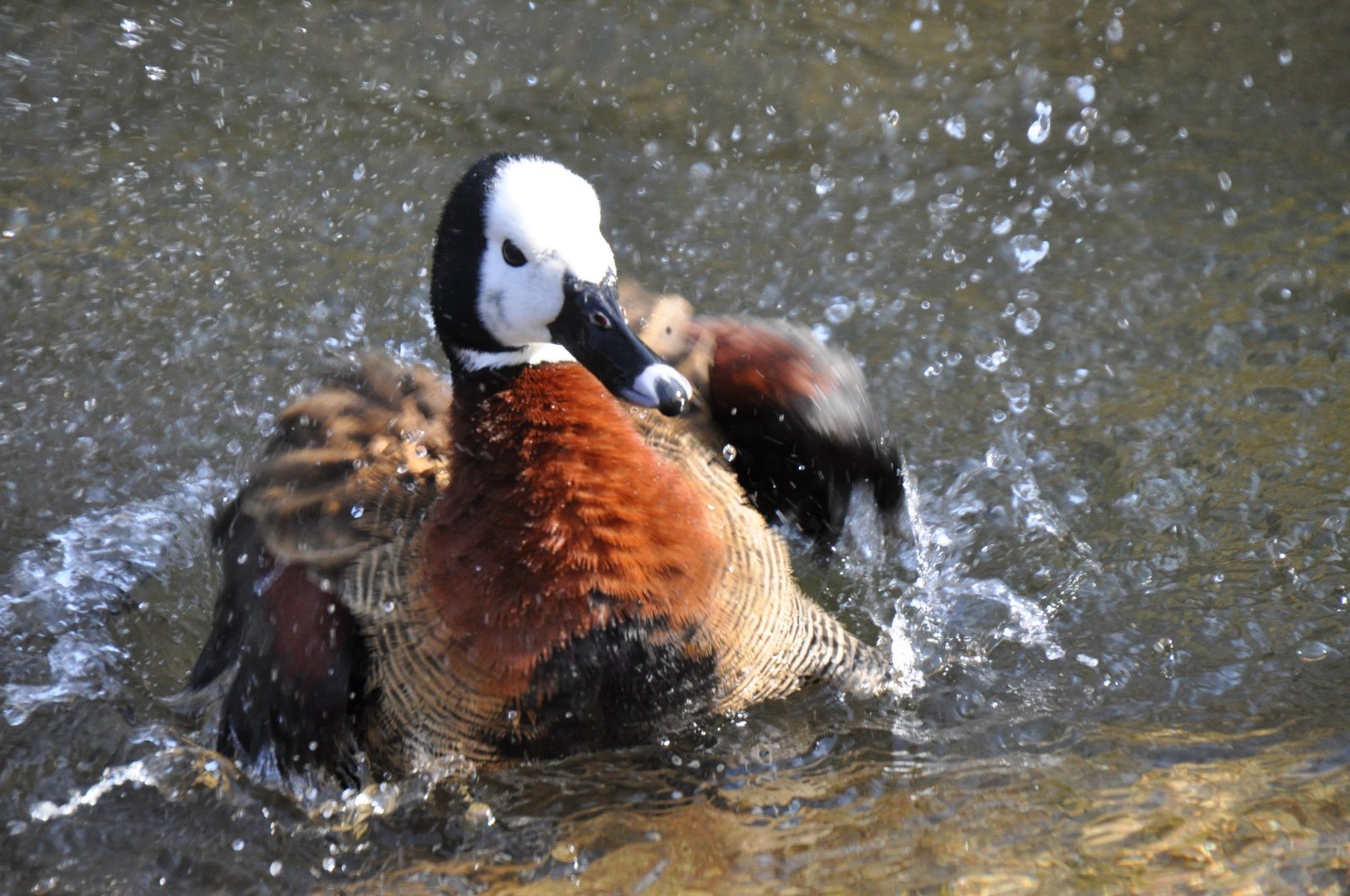 Gans(z) schön nass....