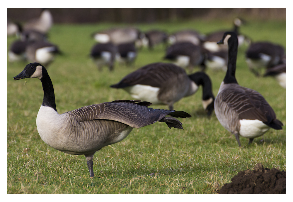 Gans(z) unberührt von Weihnachten