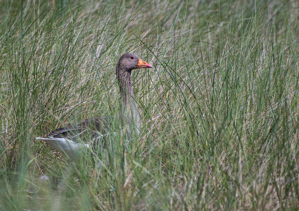 Gans(z) versteckt