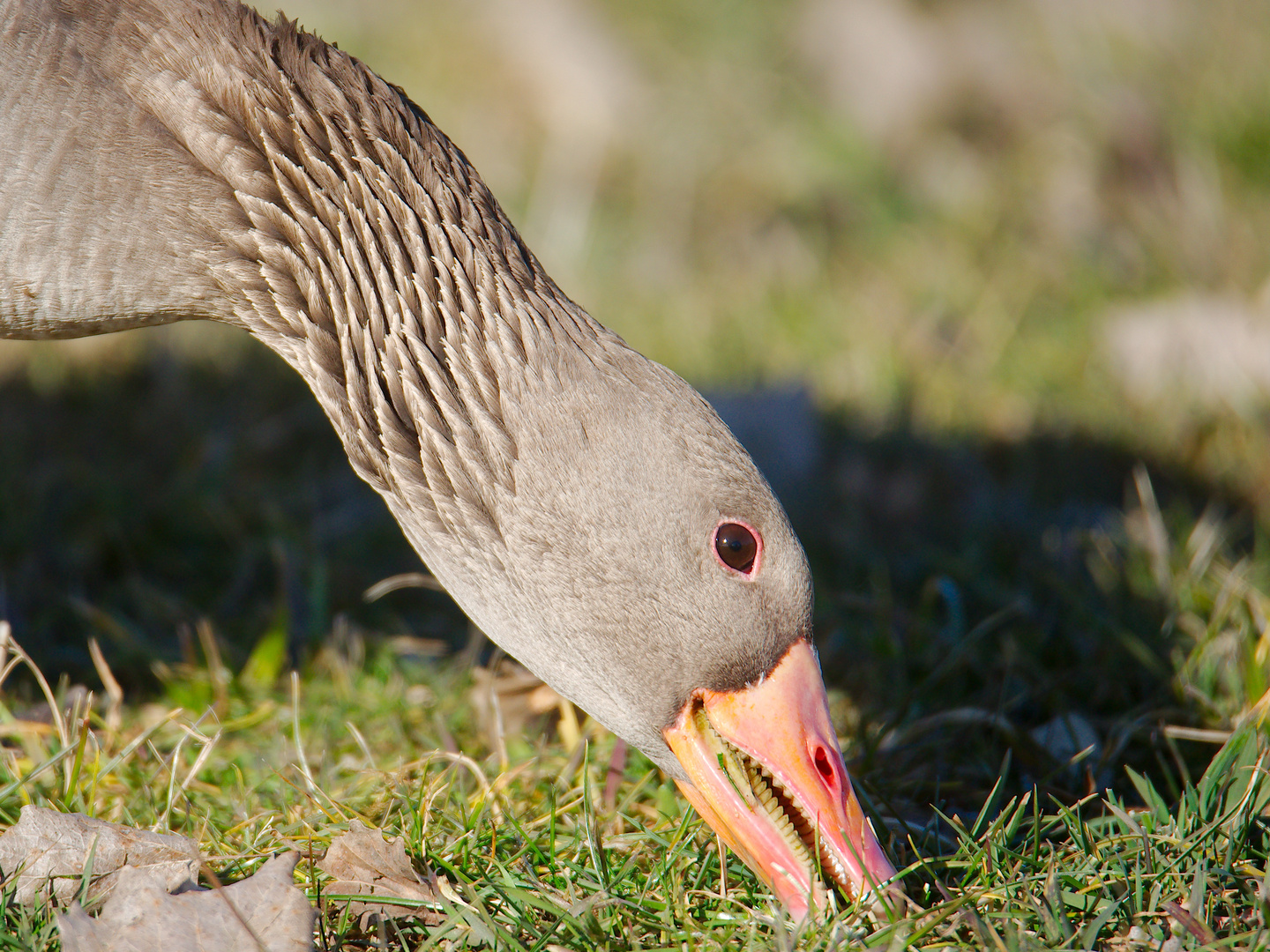 Gans(z) vorsichtig