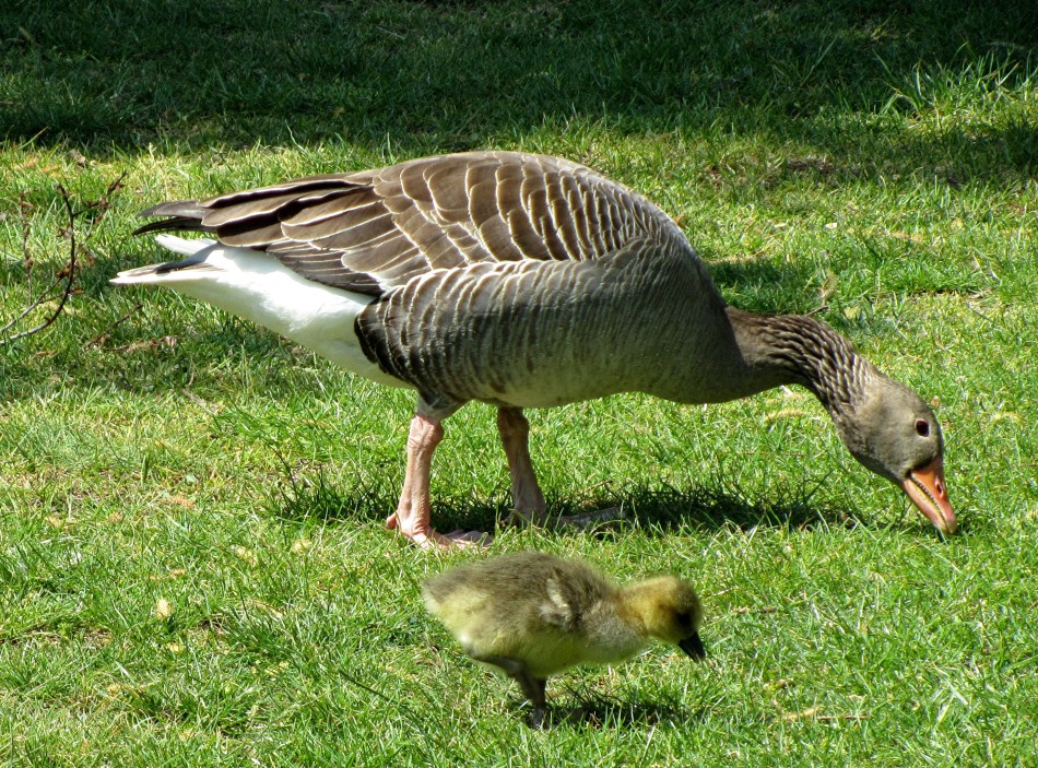 Gans(z) wie die Mama!