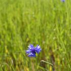 Gantenbein 11, Sommer im Feld