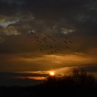 Gantenbein 4, Sonnenaufgang über der Ilmenau bei Hoopte