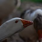 Ganter.... er überlegt noch wie er mich finden soll....