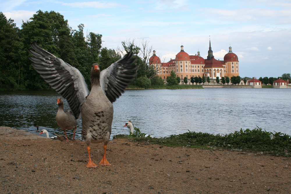 Ganter im Anmarsch