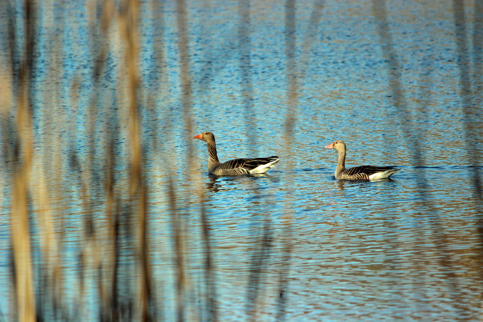 Ganter und Gans