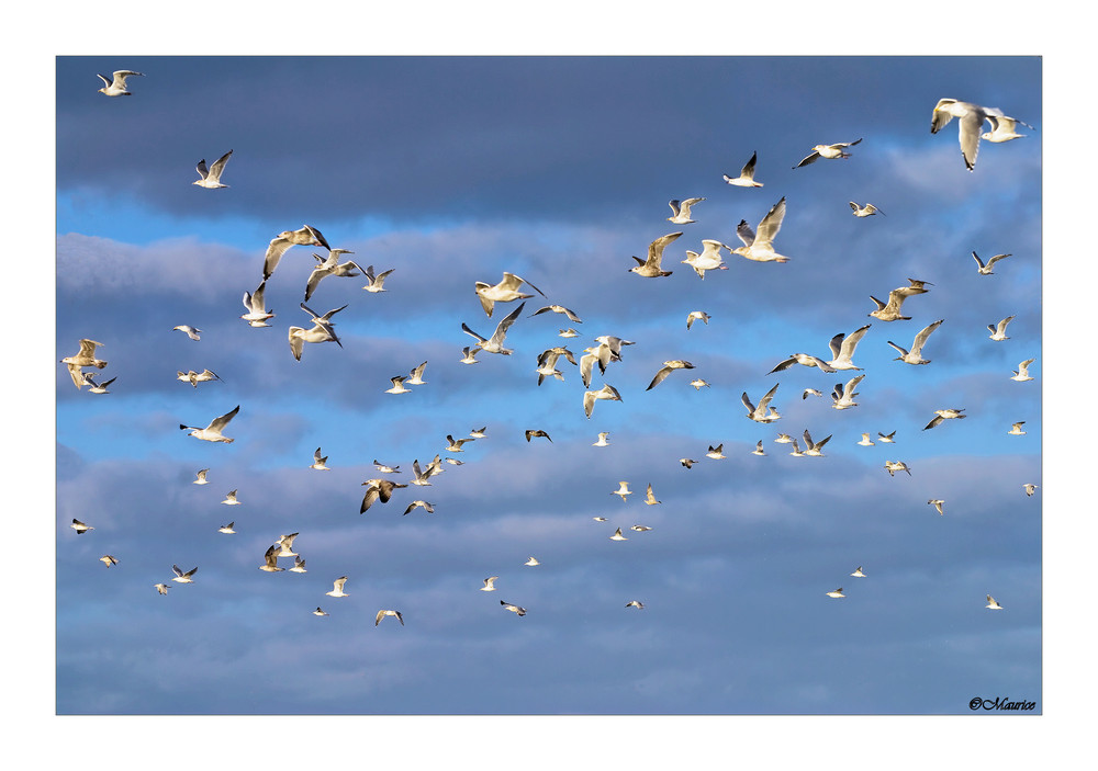 Ganz.... Foto & Bild tiere, wildlife, wild lebende vögel Bilder auf