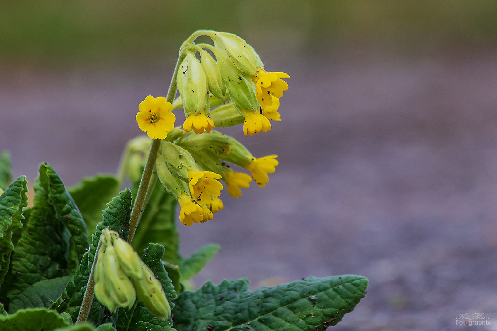 Ganz allein das Miwoblümchen