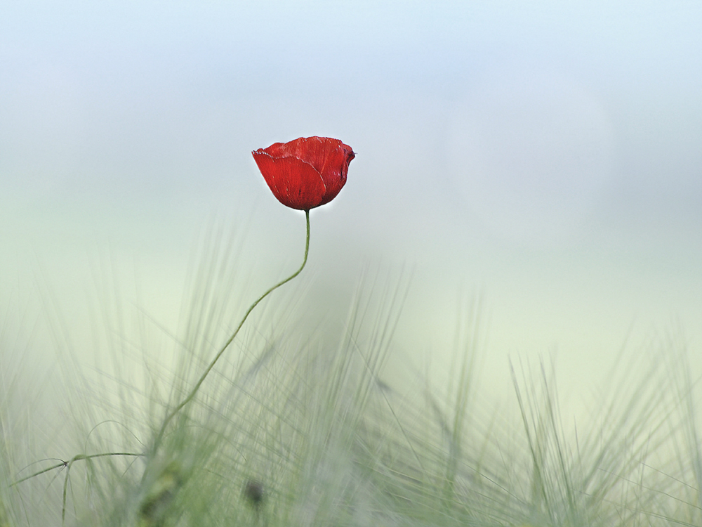 Ganz allein im großen Feld