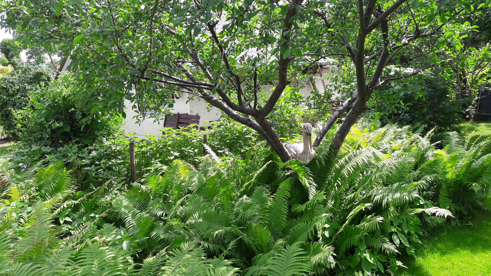 Ganz allein im Schrebergarten