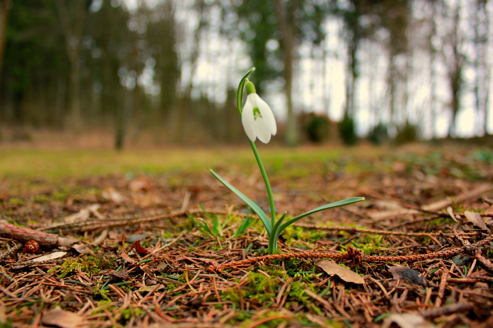 Ganz allein im Wald