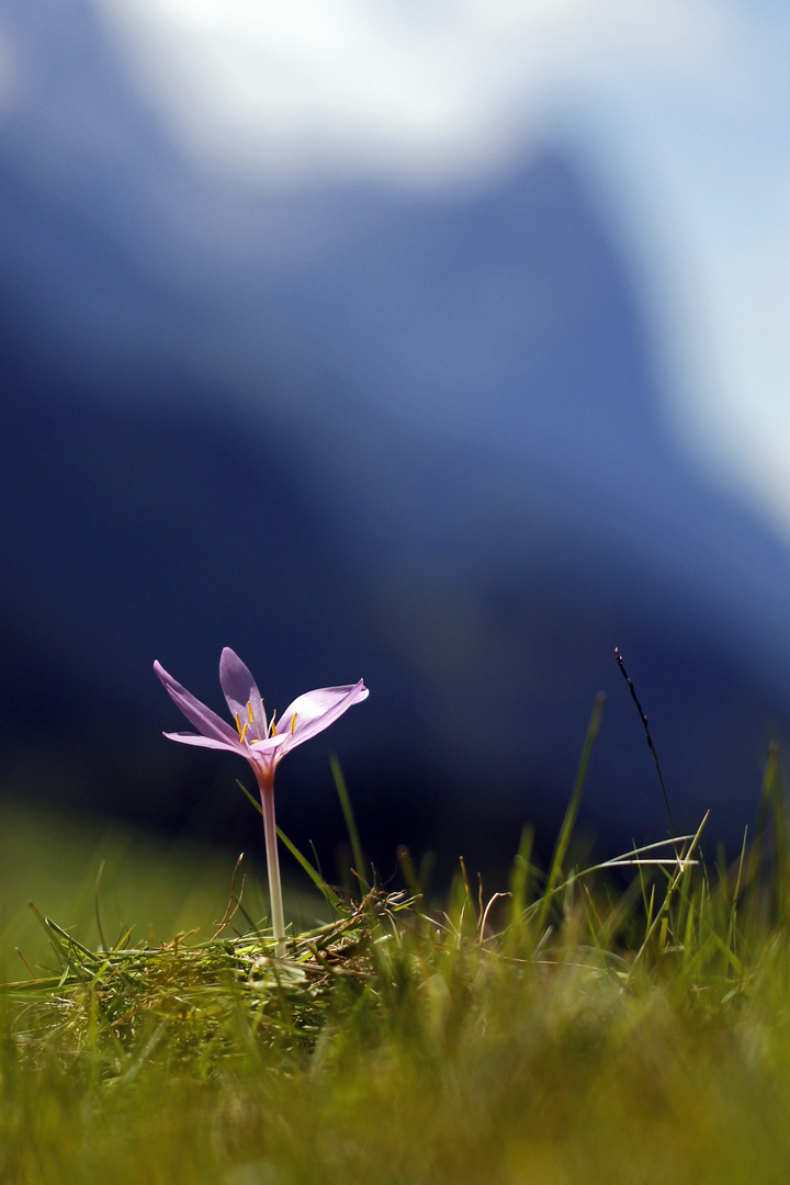 Ganz allein vor der gewaltigen Bergkulisse ...