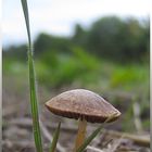 Ganz allein, wollt dieser Pilz nicht sein, drum kam zu ihm ein Schneckelein