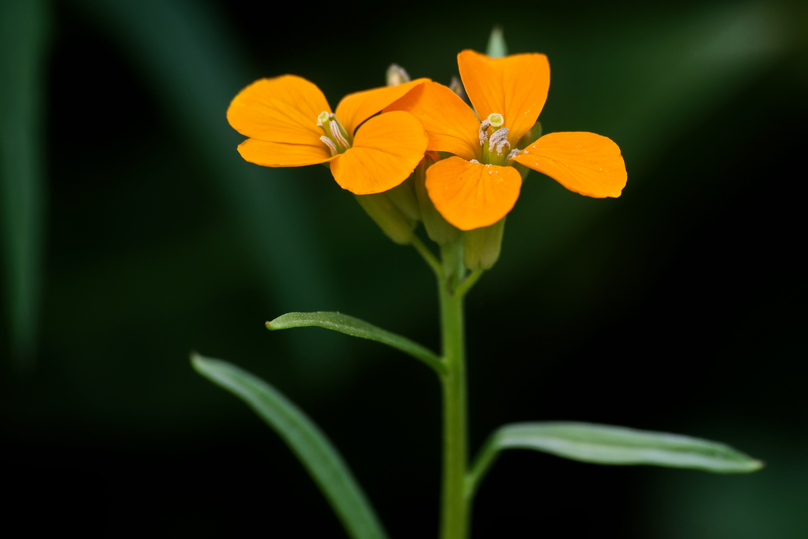 Ganz alleine in meinem Garten