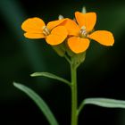 Ganz alleine in meinem Garten