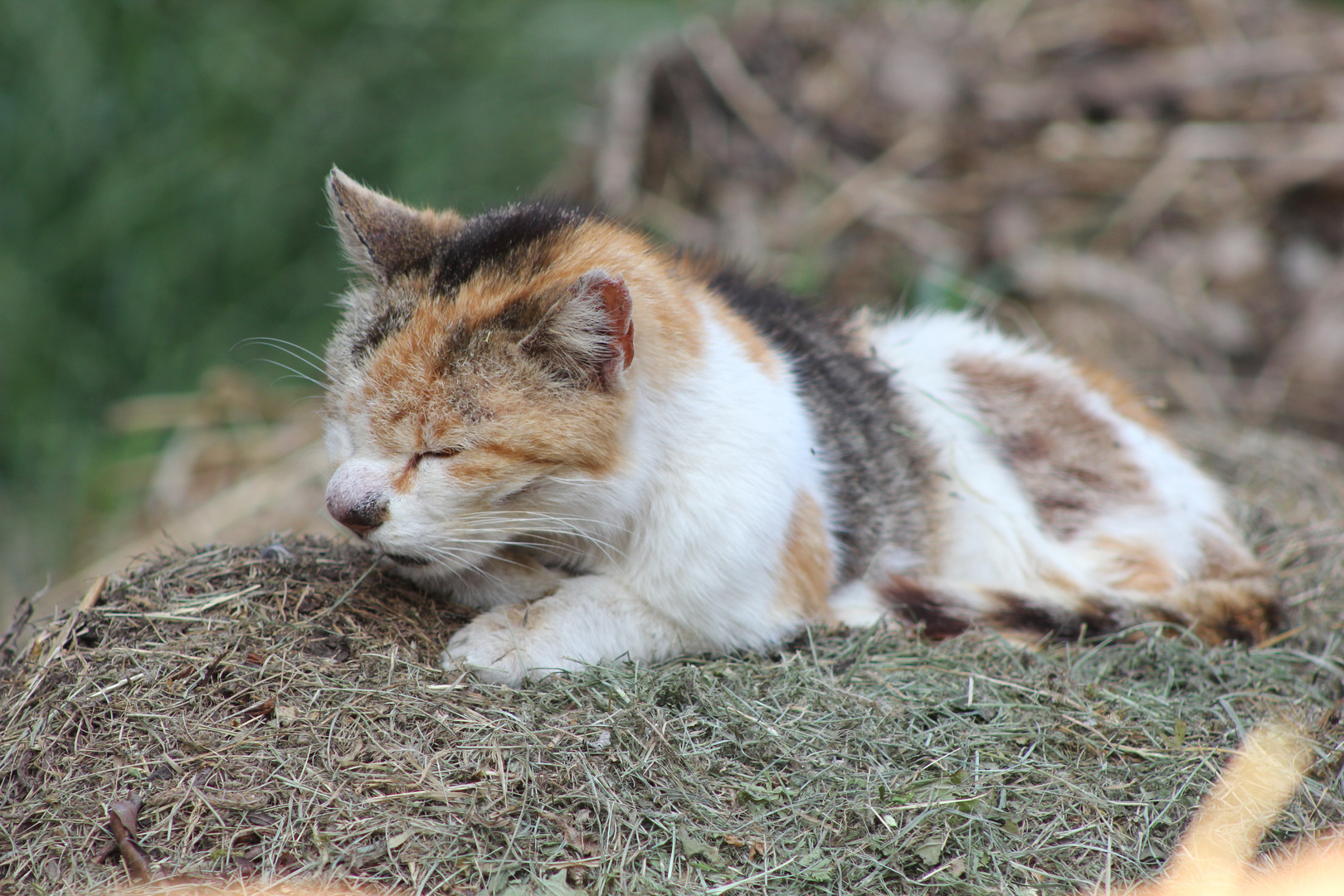 Ganz alte Katze