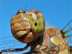 Ganz altes Weibchen der Großen Heidelibelle (Sympetrum striolatum)