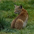 Ganz Aufmerksam der kleine Luchs 