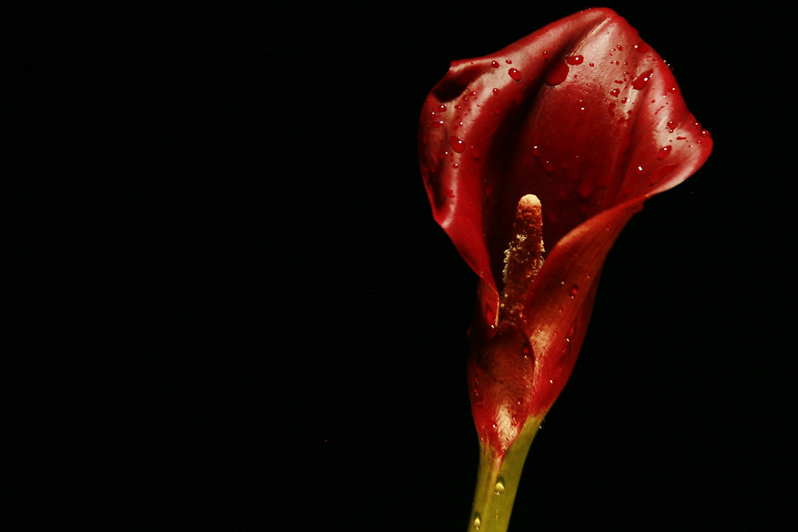 ganz bestimmt kein Mauerblümchen