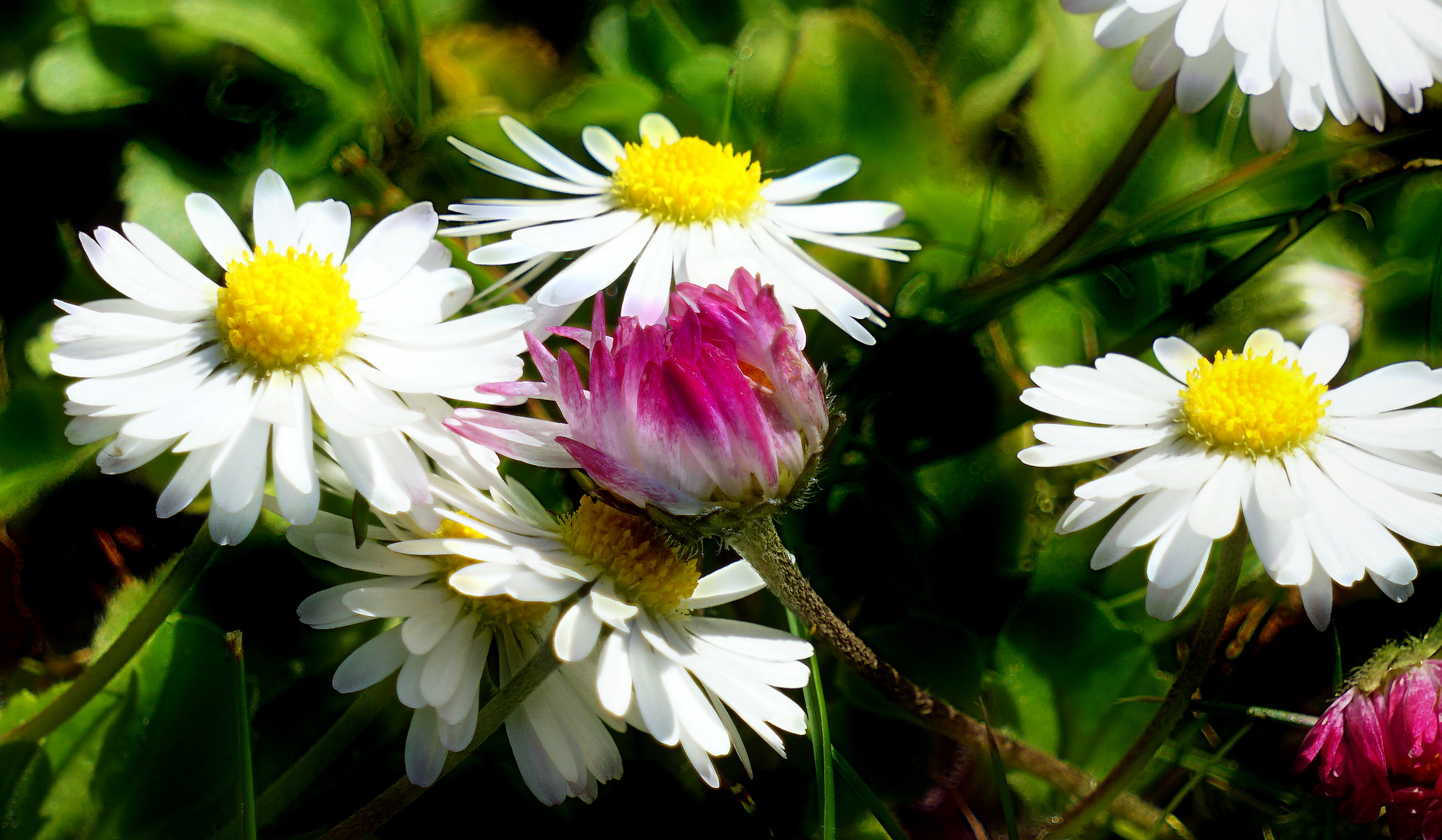 Ganz Blume (Gänseblümchen)