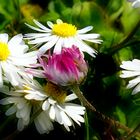 Ganz Blume (Gänseblümchen)