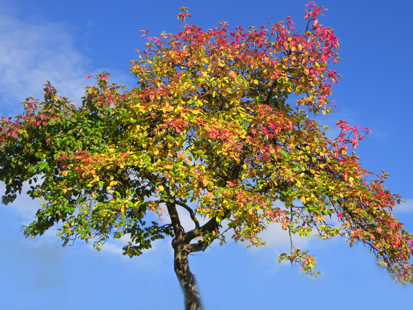 ganz bunter Apfelbaum Foto & Bild | jahreszeiten, herbst, bunt Bilder