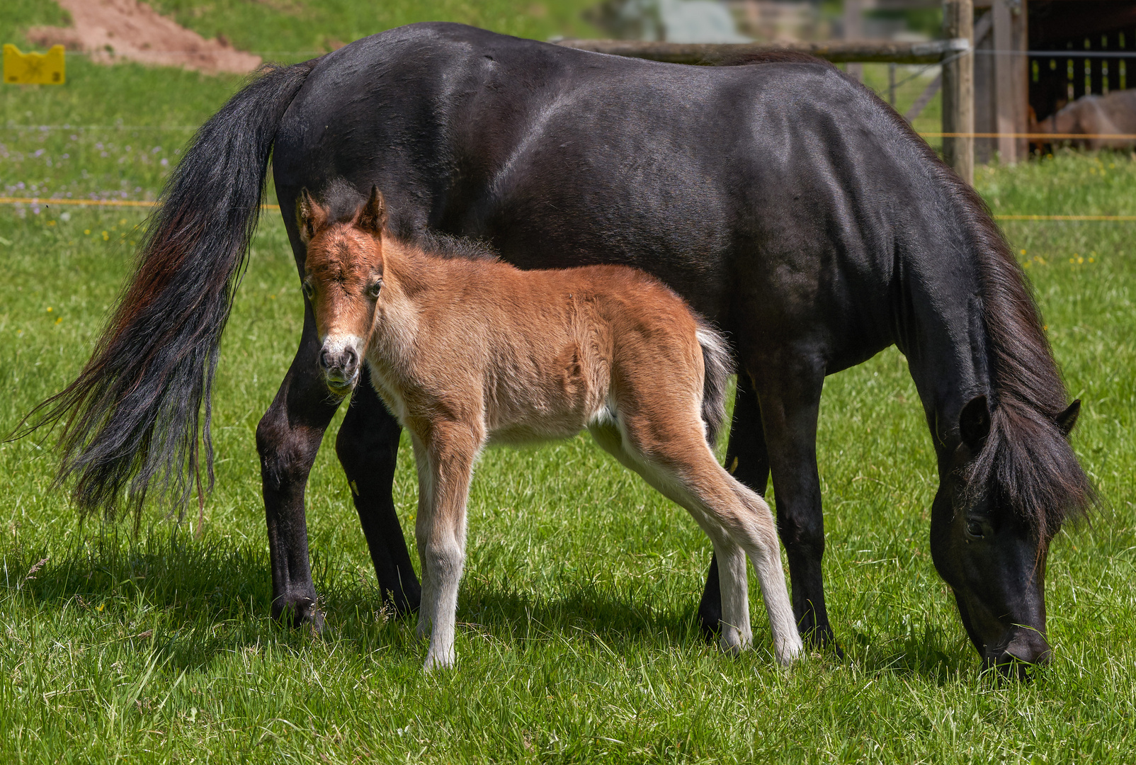 ganz der Vater und 6 Tage jung 