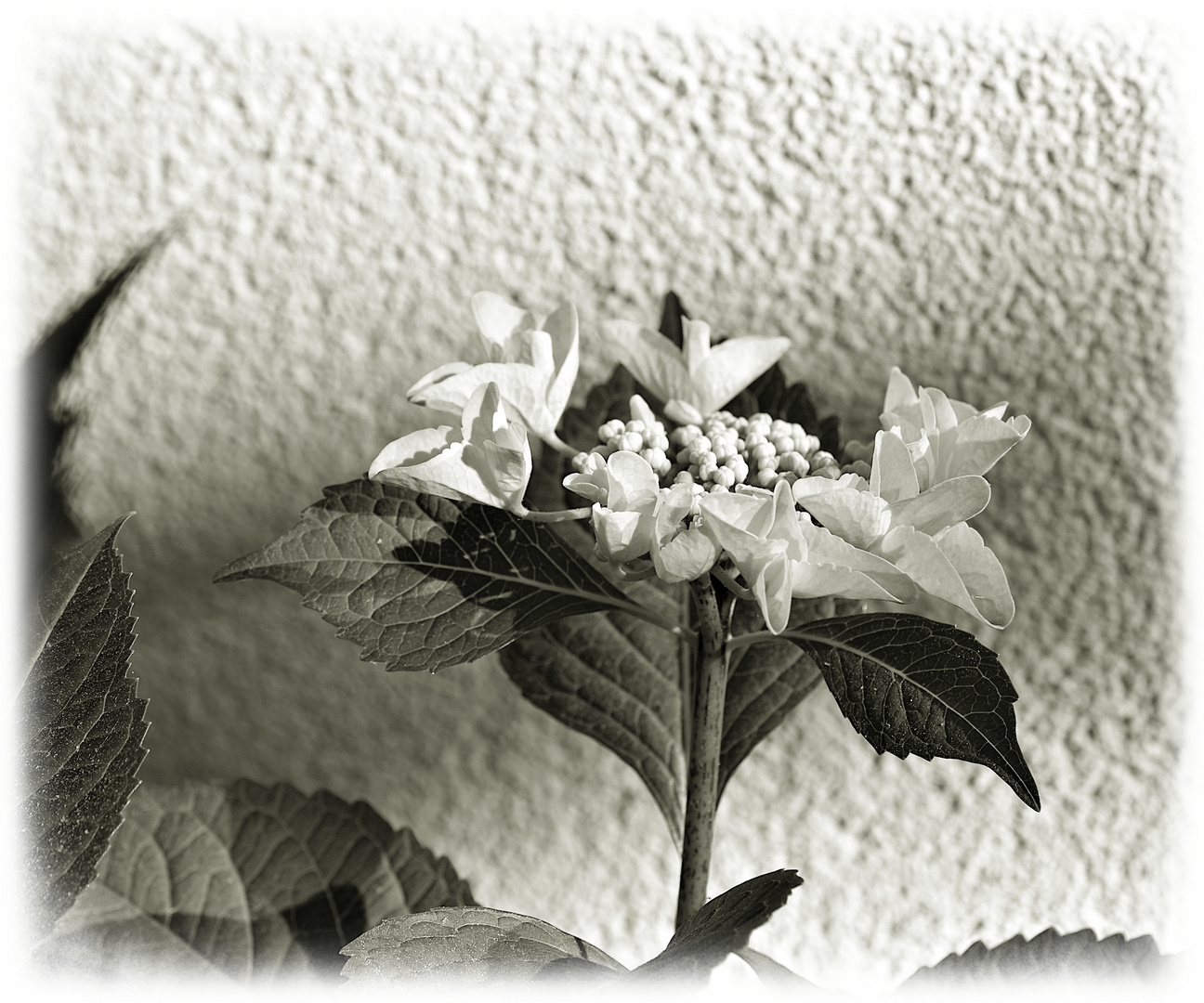 Ganz dezent steht die Blüte vor der Wand