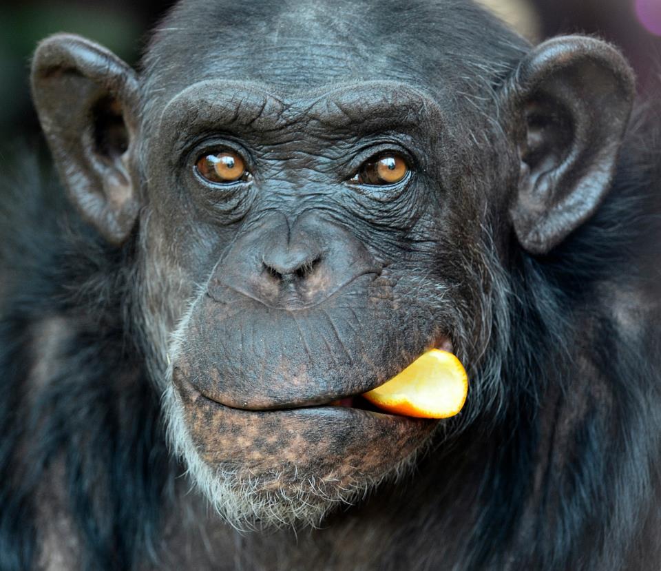 Ganz eindeutig: Schimpanse Katche schmeckt seine Orangenschale :-)