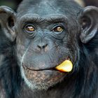 Ganz eindeutig: Schimpanse Katche schmeckt seine Orangenschale :-)