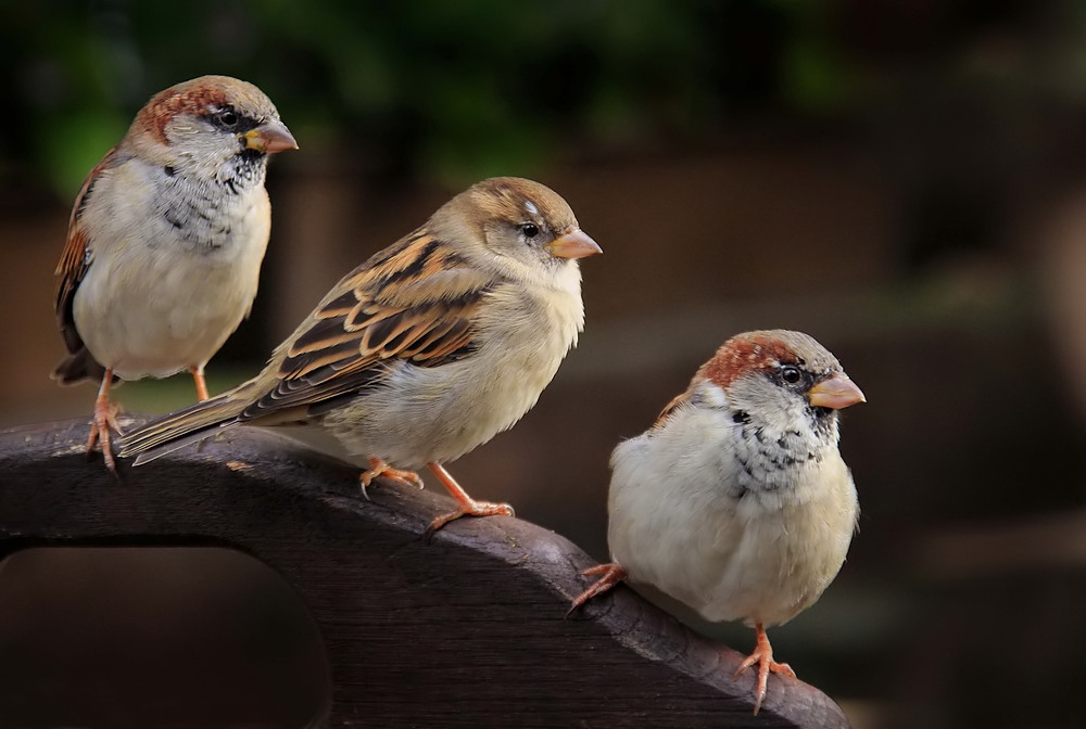 Ganz einfach ein putziges Spatzen-Trio!