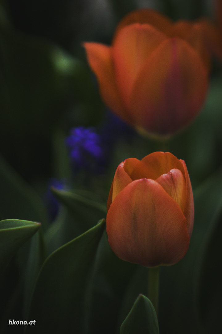 Ganz einfach Frühling