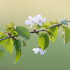 Ganz einfach  - Frühling