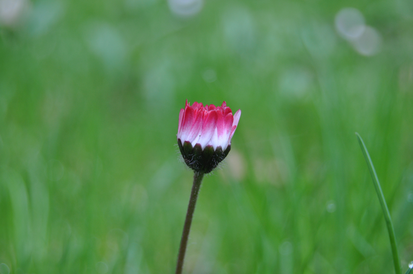 Ganz einfach Gänseblümchen