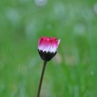 Ganz einfach Gänseblümchen