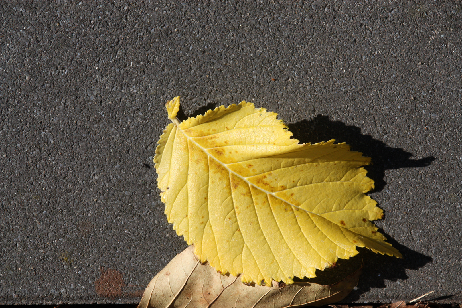 ganz einfach Herbst