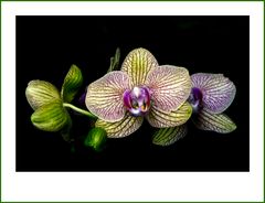 Ganz einfach: Orchideen