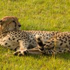 *ganz entspannt* - Gepard (Acinonyx jubatus) - Masai Mara - Kenia