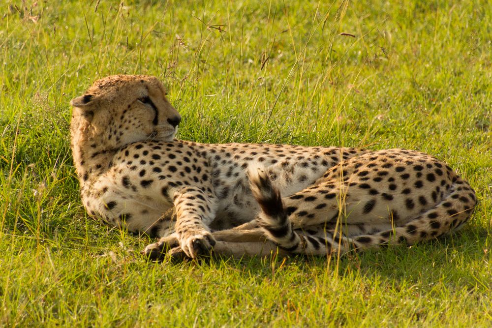 *ganz entspannt* - Gepard (Acinonyx jubatus) - Masai Mara - Kenia