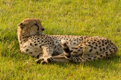 *ganz entspannt* - Gepard (Acinonyx jubatus) - Masai Mara - Kenia