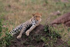 Ganz entspannt in der Masai Mara