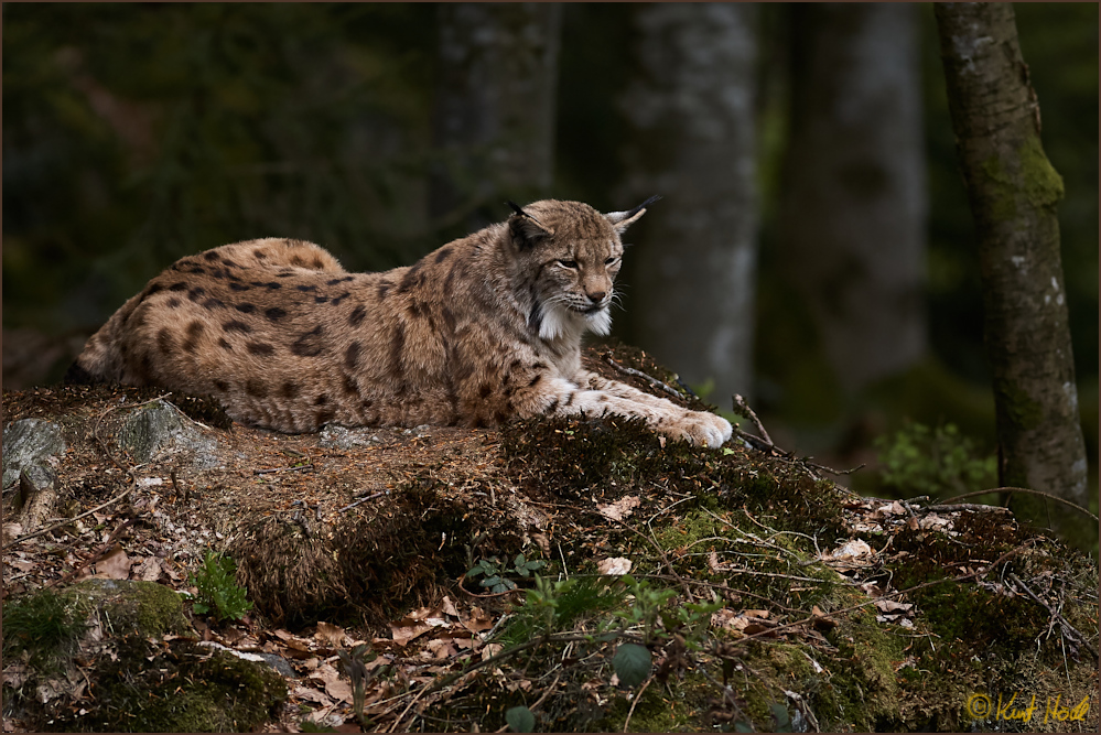 Ganz entspannter Luchs..