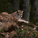 Ganz entspannter Luchs..