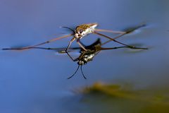 Ganz flach über das Wasser gelinst