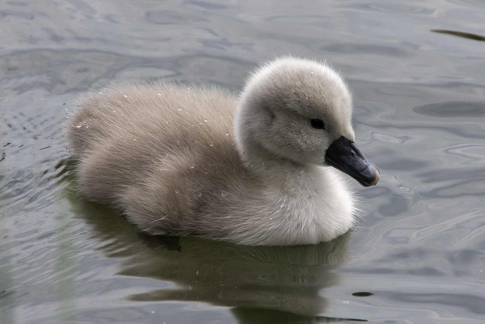 ganz flauschig...