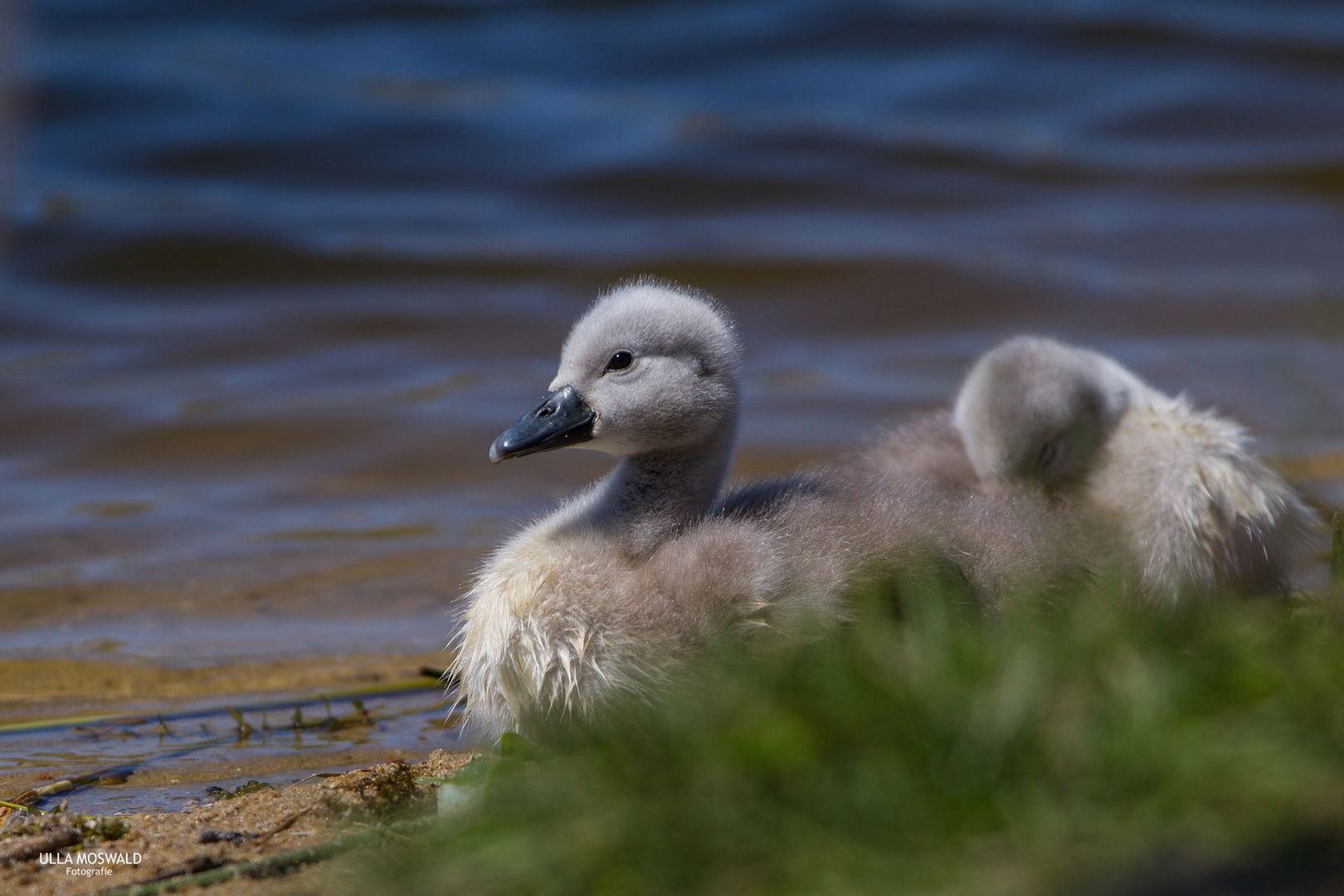 ...ganz flauschig...